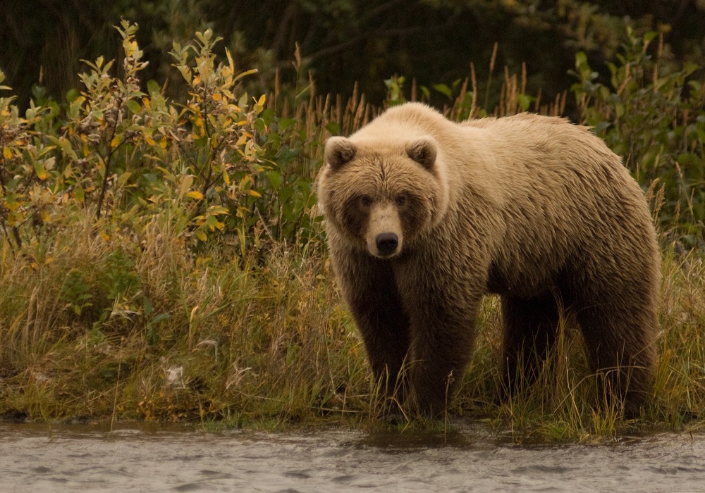 Aleutian Alaska Bear Wildlife