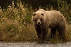 Aleutian Alaska Bear Wildlife