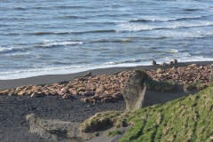 Walrus Alaska Adventure Travel Cape Seniavin