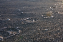 bear tracks