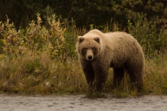 Aleutian_Alaska_Bear_Wildlife