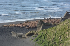 Walrus_Alaska_Adventure_Travel_Cape_Seniavin