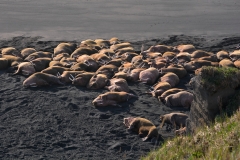 Walrus_Cape_Seniavin_Alaska_Adventure_Travel_Haul_Out