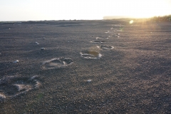 bear_tracks