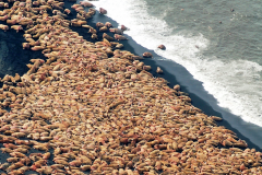 Walrus Haul Out Alaska Adventure Travel