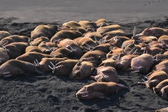 Walrus Haul Out Alaska Cape Seniavin (2)