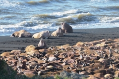 Walrus Haul Out Alaska Cape Seniavin