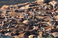 Walrus Toothwalker Haul Out Alaska Adventure Travel