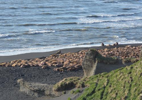 Walrus Alaska Adventure Travel Cape Seniavin