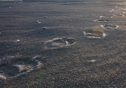 bear tracks