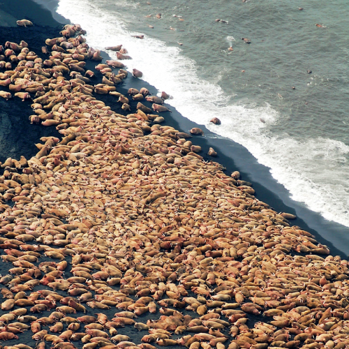 Walrus Haul Out Alaska Adventure Travel