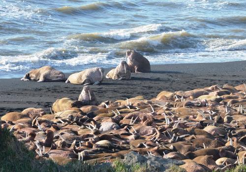 Walrus Haul Out Alaska Cape Seniavin