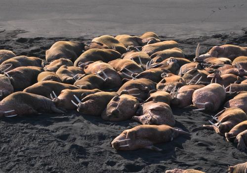 Walrus Haul Out Alaska Cape Seniavin (2)